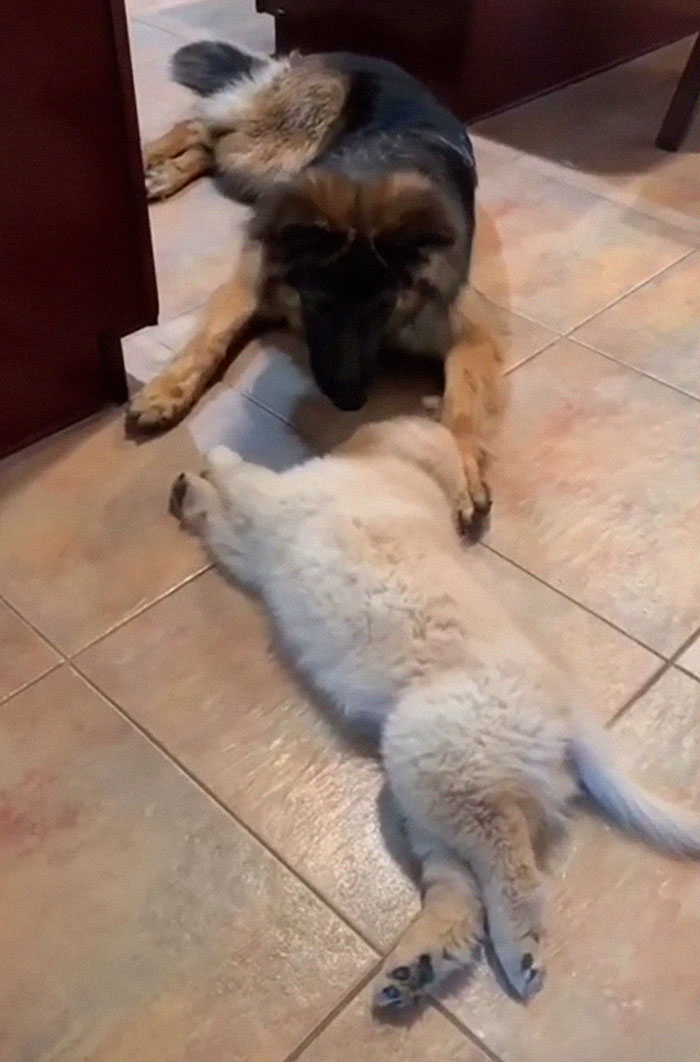 Goldie And German Shepherd In Panic After Owner 'Collapses', Have A Conversation On What To Do Next Goldie And German Shepherd In Panic After Owner 'Collapses', Have A Conversation On What To Do Next