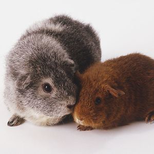 studentsophiachang avatar