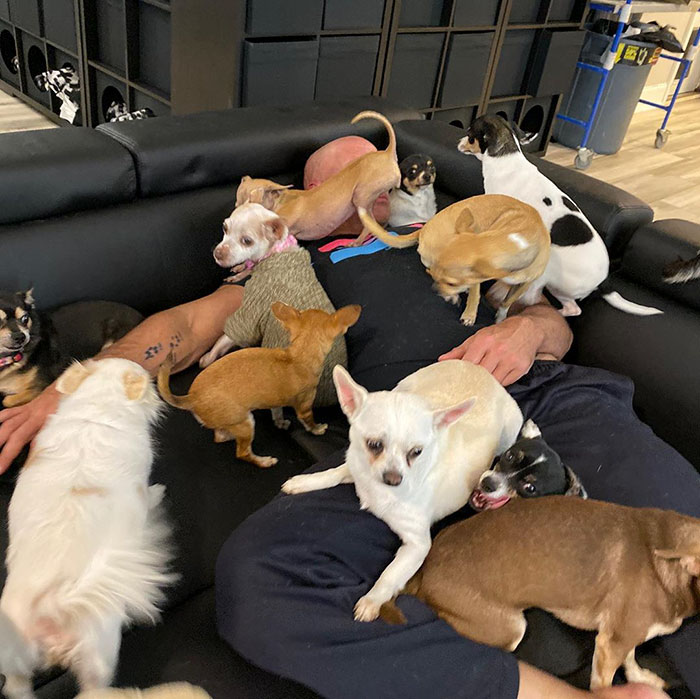 Man Who Makes Fun Of Tiny Dogs Gets Saved By A Chihuahua, Devotes His Life To Rescuing Them