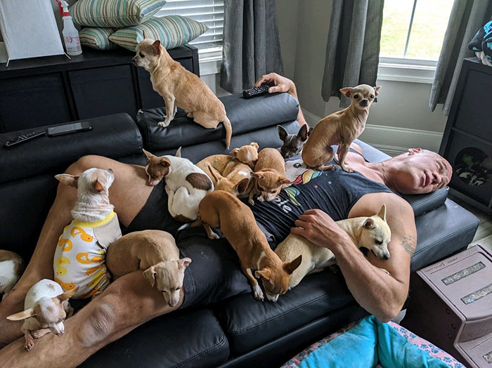 Man Who Makes Fun Of Tiny Dogs Gets Saved By A Chihuahua, Devotes His Life To Rescuing Them