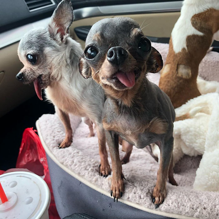 Man Who Makes Fun Of Tiny Dogs Gets Saved By A Chihuahua, Devotes His Life To Rescuing Them