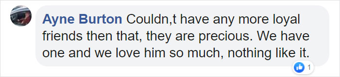 Man Who Makes Fun Of Tiny Dogs Gets Saved By A Chihuahua, Devotes His Life To Rescuing Them