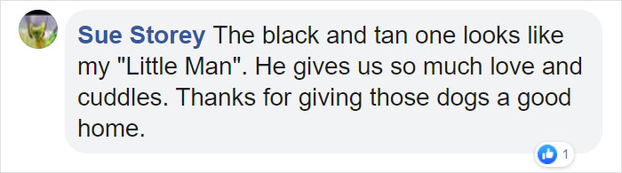 Man Who Makes Fun Of Tiny Dogs Gets Saved By A Chihuahua, Devotes His Life To Rescuing Them