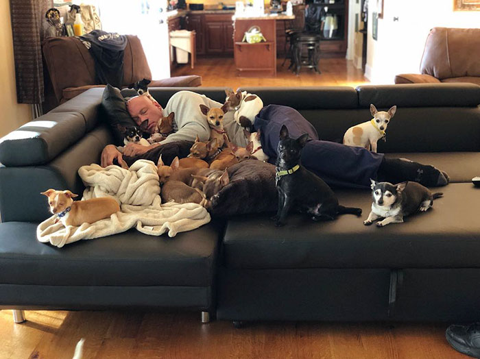 Man Who Makes Fun Of Tiny Dogs Gets Saved By A Chihuahua, Devotes His Life To Rescuing Them