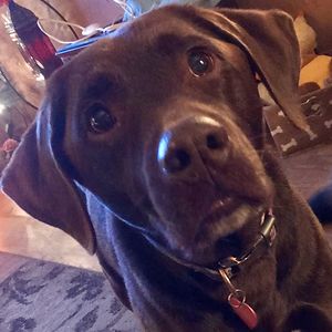 triciafurlong avatar