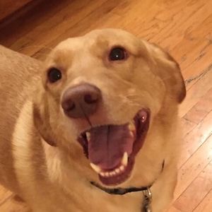 julie_ellen_dyess avatar