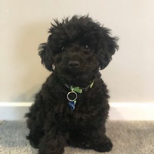 jasmine_ulph_1 avatar