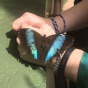 wonderland737 avatar