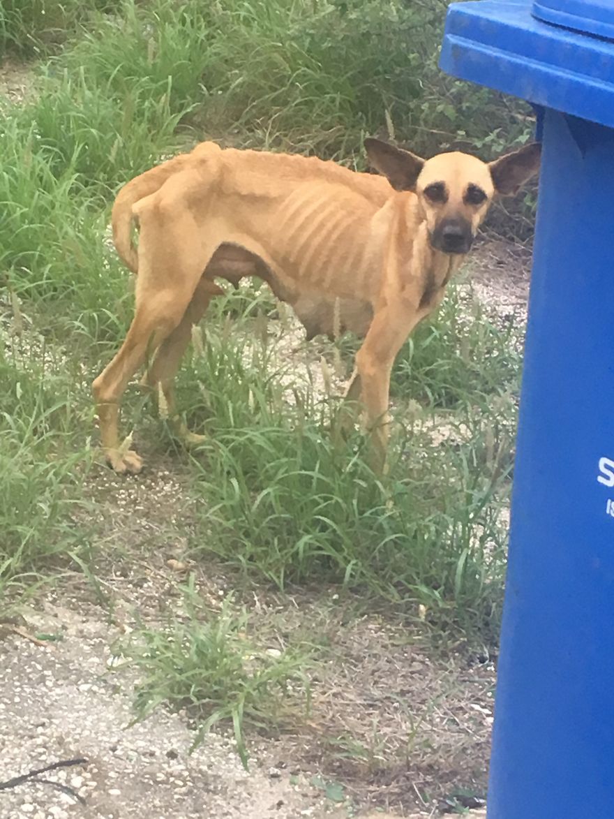 Lost In The Streets With No Food