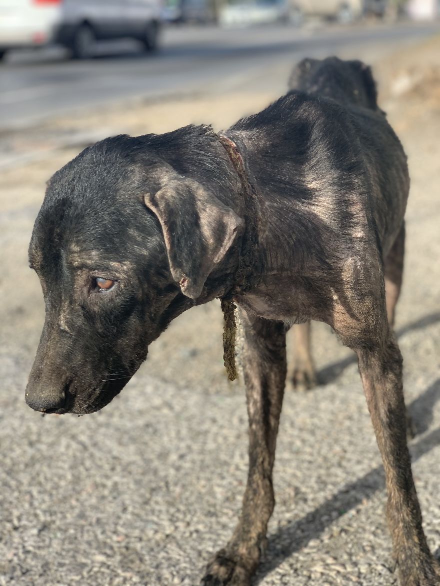 A Dog With An Ingrown Collar Trying To Survive A Dog With An Ingrown Collar Trying To Survive