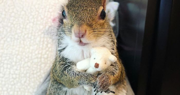 This Squirrel Rescued From Hurricane Isaac Can’t Sleep Without Her Teddy Bear And People Can’t Handle The Cuteness