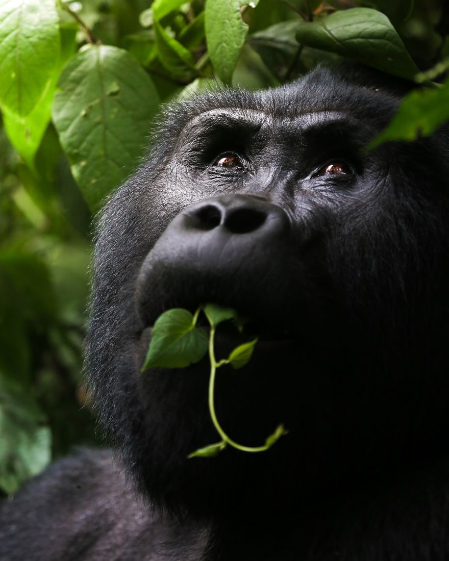 Wild Silverback Gorilla