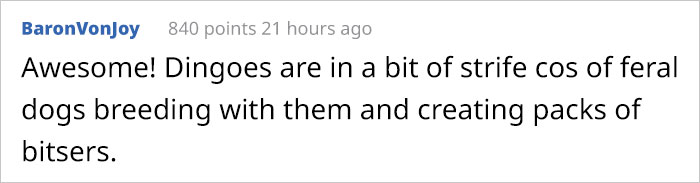 This Puppy Gets Dropped By A Bird Of Prey, Turns Out He's A Purebred Endangered Dingo This Puppy Gets Dropped By A Bird Of Prey, Turns Out He's A Purebred Endangered Dingo