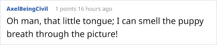 This Puppy Gets Dropped By A Bird Of Prey, Turns Out He's A Purebred Endangered Dingo