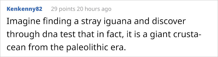 This Puppy Gets Dropped By A Bird Of Prey, Turns Out He's A Purebred Endangered Dingo