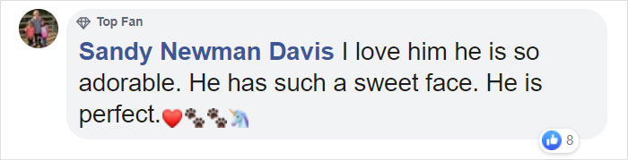 This Rescue Puppy Has A Tail Growing Out Of His Forehead This Rescue Puppy Has A Tail Growing Out Of His Forehead