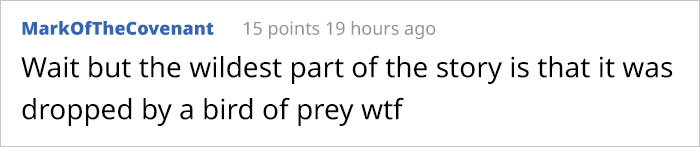 This Puppy Gets Dropped By A Bird Of Prey, Turns Out He's A Purebred Endangered Dingo This Puppy Gets Dropped By A Bird Of Prey, Turns Out He's A Purebred Endangered Dingo