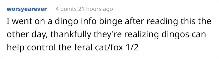 This Puppy Gets Dropped By A Bird Of Prey, Turns Out He's A Purebred Endangered Dingo This Puppy Gets Dropped By A Bird Of Prey, Turns Out He's A Purebred Endangered Dingo
