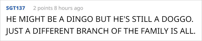 This Puppy Gets Dropped By A Bird Of Prey, Turns Out He's A Purebred Endangered Dingo