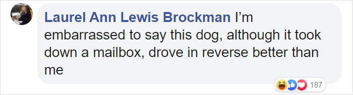 Video Footage Shows Dog Accidentally Starting His Owner's Car And Driving In Circles For An Hour