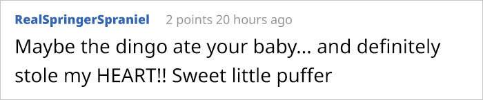 This Puppy Gets Dropped By A Bird Of Prey, Turns Out He's A Purebred Endangered Dingo