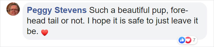 This Rescue Puppy Has A Tail Growing Out Of His Forehead