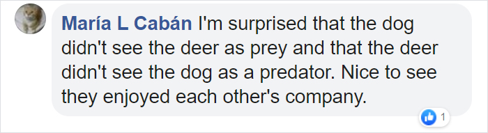 Dog Runs Away From Home Only To Be Found On A Trail Camera Wandering In The Woods With A Wild Deer Dog Runs Away From Home Only To Be Found On A Trail Camera Wandering In The Woods With A Wild Deer