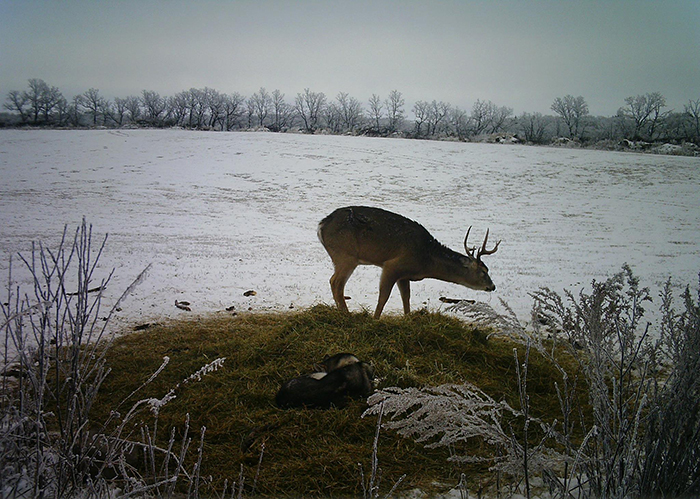 Dog Runs Away From Home Only To Be Found On A Trail Camera Wandering In The Woods With A Wild Deer Dog Runs Away From Home Only To Be Found On A Trail Camera Wandering In The Woods With A Wild Deer