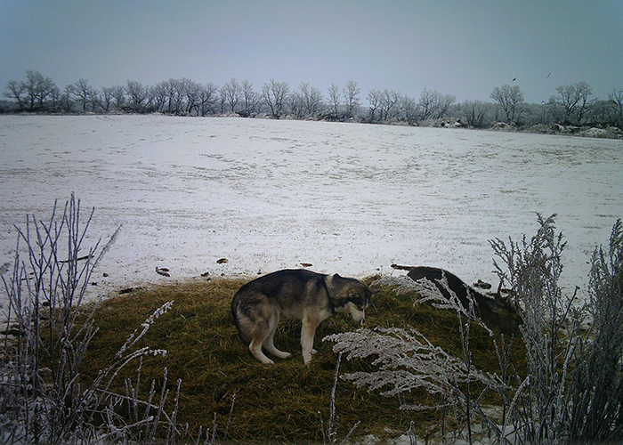 Dog Runs Away From Home Only To Be Found On A Trail Camera Wandering In The Woods With A Wild Deer Dog Runs Away From Home Only To Be Found On A Trail Camera Wandering In The Woods With A Wild Deer