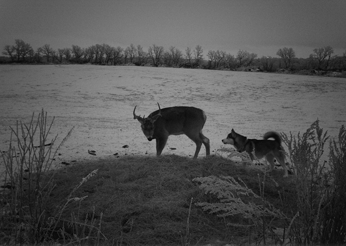 Dog Runs Away From Home Only To Be Found On A Trail Camera Wandering In The Woods With A Wild Deer Dog Runs Away From Home Only To Be Found On A Trail Camera Wandering In The Woods With A Wild Deer