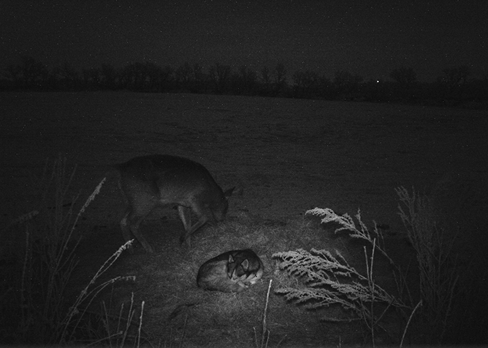 Dog Runs Away From Home Only To Be Found On A Trail Camera Wandering In The Woods With A Wild Deer Dog Runs Away From Home Only To Be Found On A Trail Camera Wandering In The Woods With A Wild Deer