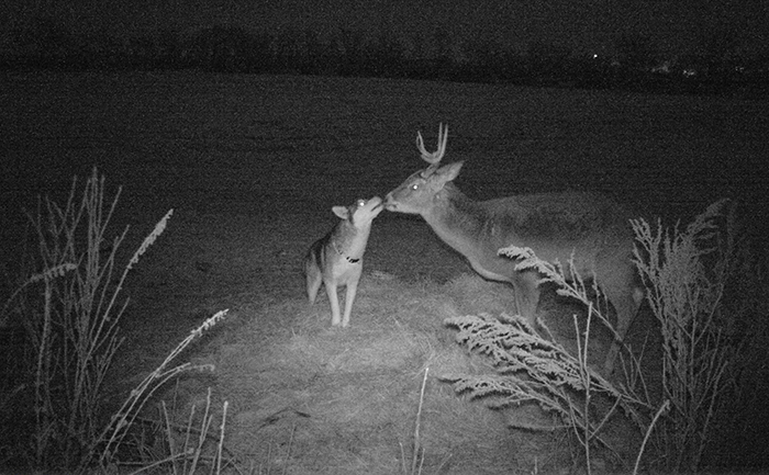 Este perro se escapó de casa y fue encontrado paseando por el bosque con un ciervo salvaje