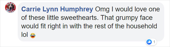 This Whole Litter Of 5 Maine Coon Kittens Was Born With Cute But Grumpy Faces This Whole Litter Of 5 Maine Coon Kittens Was Born With Cute But Grumpy Faces