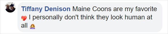 This Whole Litter Of 5 Maine Coon Kittens Was Born With Cute But Grumpy Faces This Whole Litter Of 5 Maine Coon Kittens Was Born With Cute But Grumpy Faces