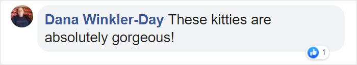 This Whole Litter Of 5 Maine Coon Kittens Was Born With Cute But Grumpy Faces