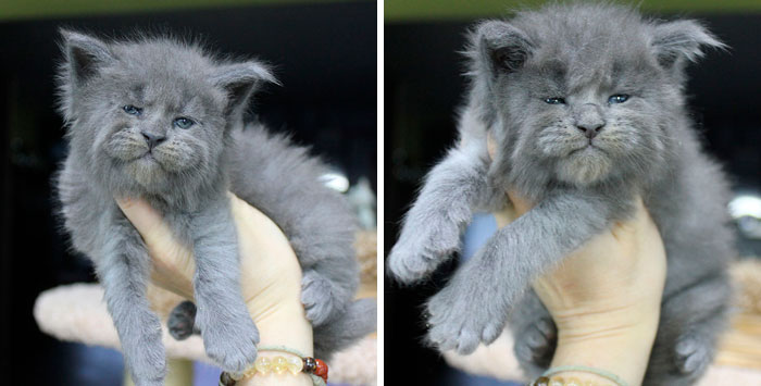 Esta camada de 5 gatitos Maine Coon ha nacido con caras tan adorables como gruñonas