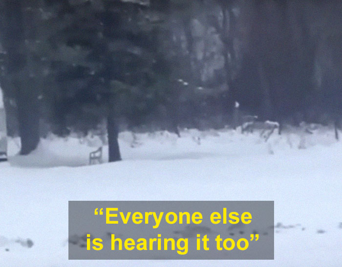 Man Documents A Strange Noise Coming From Outside The Forest, Asks What The Hell It Is Man Documents A Strange Noise Coming From Outside The Forest, Asks What The Hell It Is