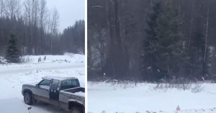 Man Documents A Strange Noise Coming From Outside The Forest, Asks What The Hell It Is