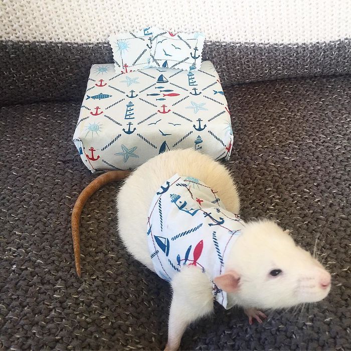 This Woman Makes Mattresses For Rats As Well As Matching Pajamas, And They're Adorable This Woman Makes Mattresses For Rats As Well As Matching Pajamas, And They're Adorable