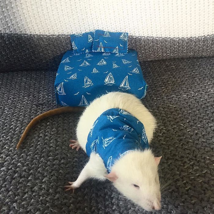 This Woman Makes Mattresses For Rats As Well As Matching Pajamas, And They're Adorable This Woman Makes Mattresses For Rats As Well As Matching Pajamas, And They're Adorable