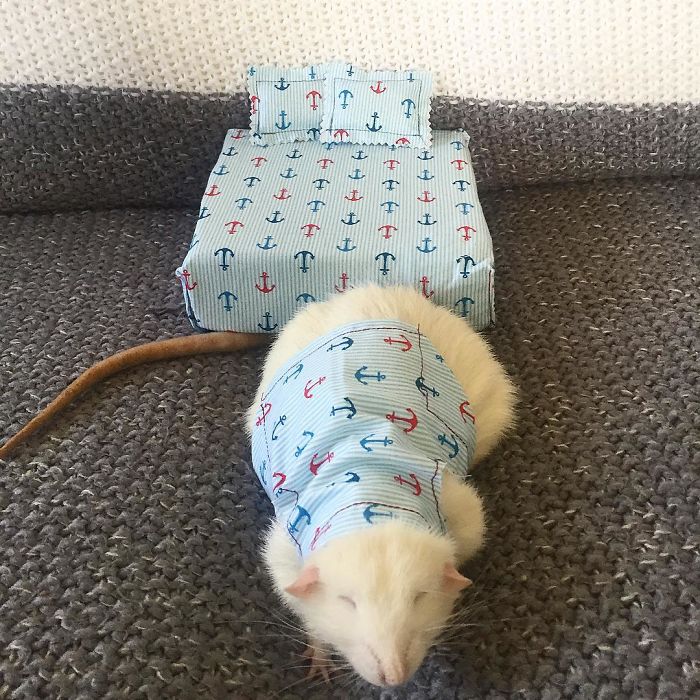 This Woman Makes Mattresses For Rats As Well As Matching Pajamas, And They're Adorable