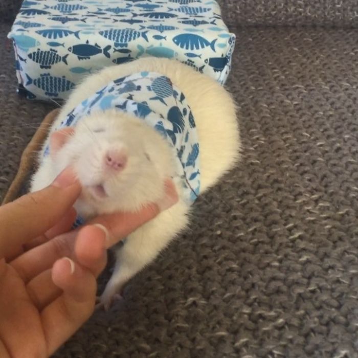 This Woman Makes Mattresses For Rats As Well As Matching Pajamas, And They're Adorable This Woman Makes Mattresses For Rats As Well As Matching Pajamas, And They're Adorable
