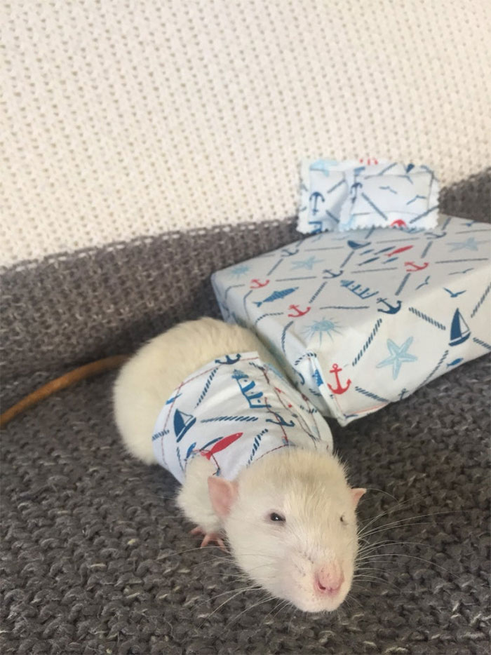 This Woman Makes Mattresses For Rats As Well As Matching Pajamas, And They're Adorable