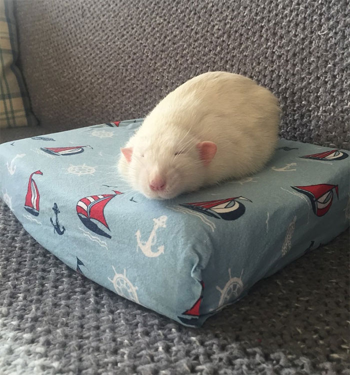 This Woman Makes Mattresses For Rats As Well As Matching Pajamas, And They're Adorable