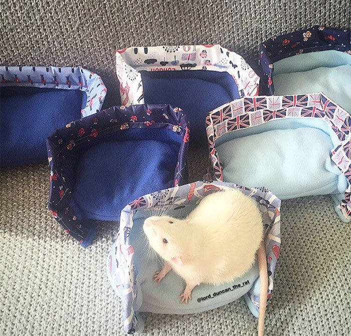 This Woman Makes Mattresses For Rats As Well As Matching Pajamas, And They're Adorable