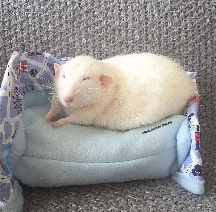 This Woman Makes Mattresses For Rats As Well As Matching Pajamas, And They're Adorable This Woman Makes Mattresses For Rats As Well As Matching Pajamas, And They're Adorable