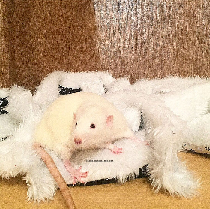 This Woman Makes Mattresses For Rats As Well As Matching Pajamas, And They're Adorable This Woman Makes Mattresses For Rats As Well As Matching Pajamas, And They're Adorable