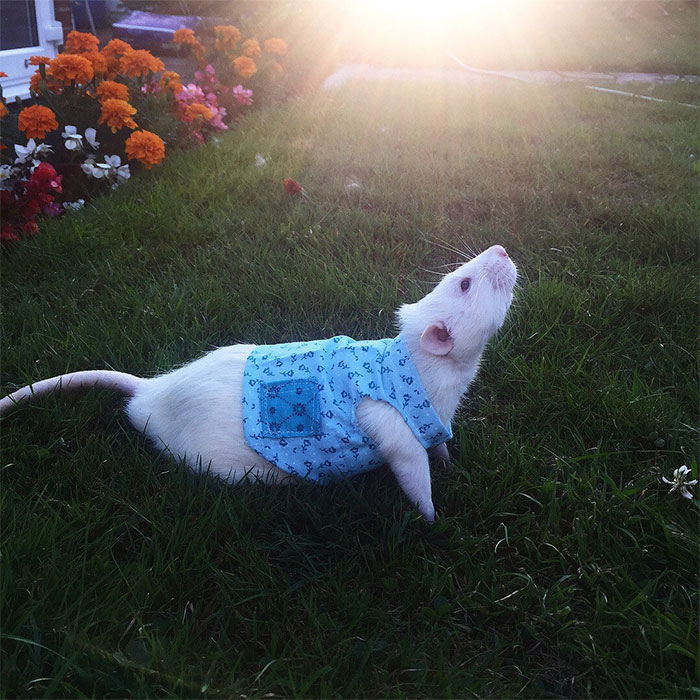 This Woman Makes Mattresses For Rats As Well As Matching Pajamas, And They're Adorable This Woman Makes Mattresses For Rats As Well As Matching Pajamas, And They're Adorable