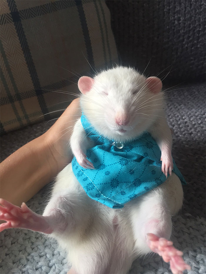 This Woman Makes Mattresses For Rats As Well As Matching Pajamas, And They're Adorable This Woman Makes Mattresses For Rats As Well As Matching Pajamas, And They're Adorable