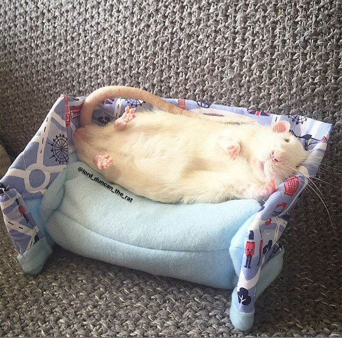 This Woman Makes Mattresses For Rats As Well As Matching Pajamas, And They're Adorable